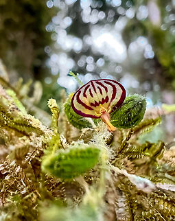Short-Haired Lepanthes / Andinia pilosella, Angel Paz, Ecuador Bit of a crappy smartphone shot, had no opportunity to switch to macro.

The common name is misleading. This species was once called "Lepanthes pilosella" but later established as Andinia pilosella (2017). So it looks like it's not an actual lepanthes. Andinia pilosella,Angel Paz,Ecuador,Ecuador 2021,Fall,Geotagged,Refugio Paz de Las Aves,Short-Haired Lepanthes,South America,World