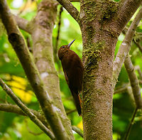 Tyrannine woodcreeper - closeup, Angel Paz, Ecuador Rare to locally frequent in Ecuador. The only woodcreeper that is uniformly brown (no streaks) at this altitude. Massive, heavy bill.<br />
https://www.jungledragon.com/image/128789/tyrannine_woodcreeper_angel_paz_ecuador.html Angel Paz,Dendrocincla tyrannina,Ecuador,Ecuador 2021,Fall,Geotagged,Refugio Paz de Las Aves,South America,Tyrannine woodcreeper,World