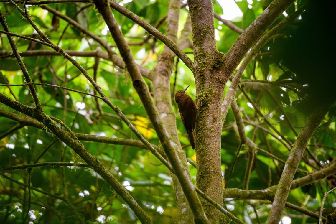 Tyrannine woodcreeper, Angel Paz, Ecuador Rare to locally frequent in Ecuador. The only woodcreeper that is uniformly brown (no streaks) at this altitude. Massive, heavy bill.<br />
<figure class="photo"><a href="https://www.jungledragon.com/image/128788/tyrannine_woodcreeper_-_closeup_angel_paz_ecuador.html" title="Tyrannine woodcreeper - closeup, Angel Paz, Ecuador"><img src="https://s3.amazonaws.com/media.jungledragon.com/images/2/128788_thumb.jpg?AWSAccessKeyId=05GMT0V3GWVNE7GGM1R2&Expires=1763596810&Signature=EIYzSjgvJQ7ch3upzXagmIm3d%2FM%3D" width="200" height="198" alt="Tyrannine woodcreeper - closeup, Angel Paz, Ecuador Rare to locally frequent in Ecuador. The only woodcreeper that is uniformly brown (no streaks) at this altitude. Massive, heavy bill.<br />
https://www.jungledragon.com/image/128789/tyrannine_woodcreeper_angel_paz_ecuador.html Angel Paz,Dendrocincla tyrannina,Ecuador,Ecuador 2021,Fall,Geotagged,Refugio Paz de Las Aves,South America,Tyrannine woodcreeper,World" /></a></figure> Angel Paz,Dendrocincla tyrannina,Ecuador,Ecuador 2021,Fall,Geotagged,Refugio Paz de Las Aves,South America,Tyrannine woodcreeper,World