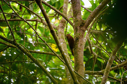 Tyrannine woodcreeper, Angel Paz, Ecuador Rare to locally frequent in Ecuador. The only woodcreeper that is uniformly brown (no streaks) at this altitude. Massive, heavy bill.
https://www.jungledragon.com/image/128788/tyrannine_woodcreeper_-_closeup_angel_paz_ecuador.html Angel Paz,Dendrocincla tyrannina,Ecuador,Ecuador 2021,Fall,Geotagged,Refugio Paz de Las Aves,South America,Tyrannine woodcreeper,World
