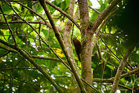 Tyrannine woodcreeper, Angel Paz, Ecuador Rare to locally frequent in Ecuador. The only woodcreeper that is uniformly brown (no streaks) at this altitude. Massive, heavy bill.<br />
https://www.jungledragon.com/image/128788/tyrannine_woodcreeper_-_closeup_angel_paz_ecuador.html Angel Paz,Dendrocincla tyrannina,Ecuador,Ecuador 2021,Fall,Geotagged,Refugio Paz de Las Aves,South America,Tyrannine woodcreeper,World