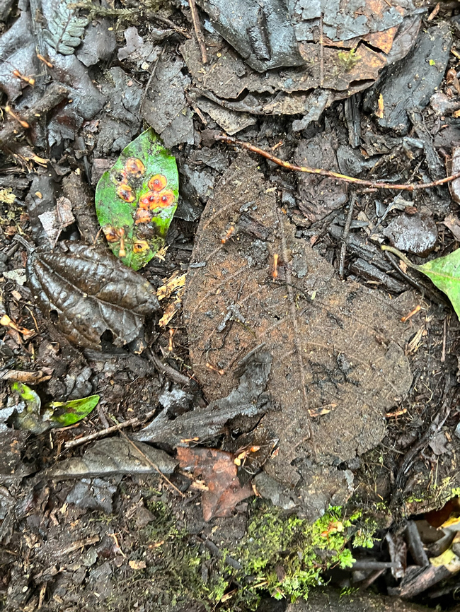 Eciton burchellii - Army ant, Angel Paz, Ecuador This photo is a crappy still to support a video that I wanted to share:<br />
<section class="video"><iframe width="448" height="282" src="https://www.youtube-nocookie.com/embed/ZTuFxe1tanE?hd=1&autoplay=0&rel=0" frameborder="0" allowfullscreen></iframe></section><br />
These ants got my attention for their enormous yellow heads. Angel Paz,Eciton burchellii,Ecuador,Ecuador 2021,Geotagged,Refugio Paz de Las Aves,South America,Spring,World