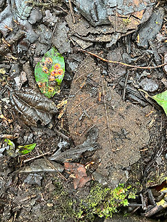 Eciton burchellii - Army ant, Angel Paz, Ecuador This photo is a crappy still to support a video that I wanted to share:
https://www.youtube.com/watch?v=ZTuFxe1tanE
These ants got my attention for their enormous yellow heads. Angel Paz,Eciton burchellii,Ecuador,Ecuador 2021,Geotagged,Refugio Paz de Las Aves,South America,Spring,World