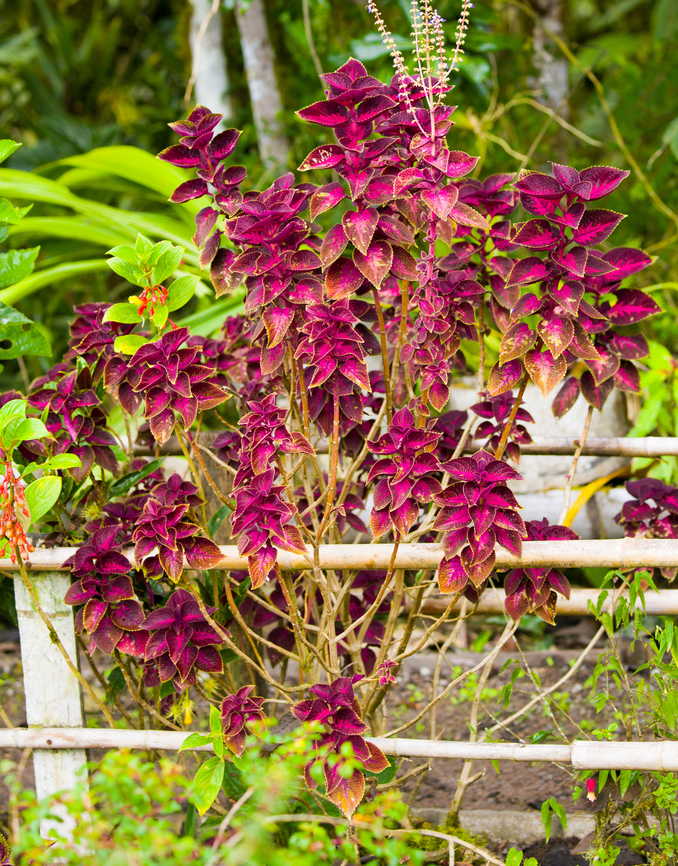 Coleus, Angel Paz, Ecuador Cultivated, from the break area in Angel Paz.<br />
<figure class="photo"><a href="https://www.jungledragon.com/image/128792/coleus_angel_paz_ecuador.html" title="Coleus, Angel Paz, Ecuador"><img src="https://s3.amazonaws.com/media.jungledragon.com/images/2/128792_thumb.jpg?AWSAccessKeyId=05GMT0V3GWVNE7GGM1R2&Expires=1759968010&Signature=waiJw0UM7yiwyt9yc%2BnUTUdwrgQ%3D" width="200" height="162" alt="Coleus, Angel Paz, Ecuador Cultivated, from the break area in Angel Paz.<br />
https://www.jungledragon.com/image/128791/coleus_angel_paz_ecuador.html Angel Paz,Coleus,Coleus scutellarioides,Ecuador,Ecuador 2021,Fall,Geotagged,Refugio Paz de Las Aves,South America,World" /></a></figure> Angel Paz,Coleus,Coleus scutellarioides,Ecuador,Ecuador 2021,Fall,Geotagged,Refugio Paz de Las Aves,South America,World