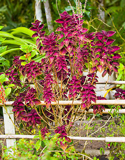Coleus, Angel Paz, Ecuador Cultivated, from the break area in Angel Paz.
https://www.jungledragon.com/image/128792/coleus_angel_paz_ecuador.html Angel Paz,Coleus,Coleus scutellarioides,Ecuador,Ecuador 2021,Fall,Geotagged,Refugio Paz de Las Aves,South America,World