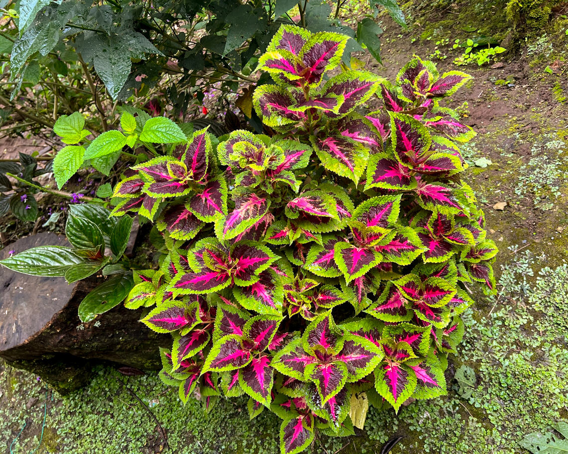 Coleus, Angel Paz, Ecuador Cultivated, from the break area in Angel Paz.<br />
<figure class="photo"><a href="https://www.jungledragon.com/image/128791/coleus_angel_paz_ecuador.html" title="Coleus, Angel Paz, Ecuador"><img src="https://s3.amazonaws.com/media.jungledragon.com/images/2/128791_thumb.jpg?AWSAccessKeyId=05GMT0V3GWVNE7GGM1R2&Expires=1759968010&Signature=xBPEg4%2BR13NZKrpYIbLeIyNZNI8%3D" width="120" height="152" alt="Coleus, Angel Paz, Ecuador Cultivated, from the break area in Angel Paz.<br />
https://www.jungledragon.com/image/128792/coleus_angel_paz_ecuador.html Angel Paz,Coleus,Coleus scutellarioides,Ecuador,Ecuador 2021,Fall,Geotagged,Refugio Paz de Las Aves,South America,World" /></a></figure> Angel Paz,Coleus,Coleus scutellarioides,Ecuador,Ecuador 2021,Fall,Geotagged,Refugio Paz de Las Aves,South America,World