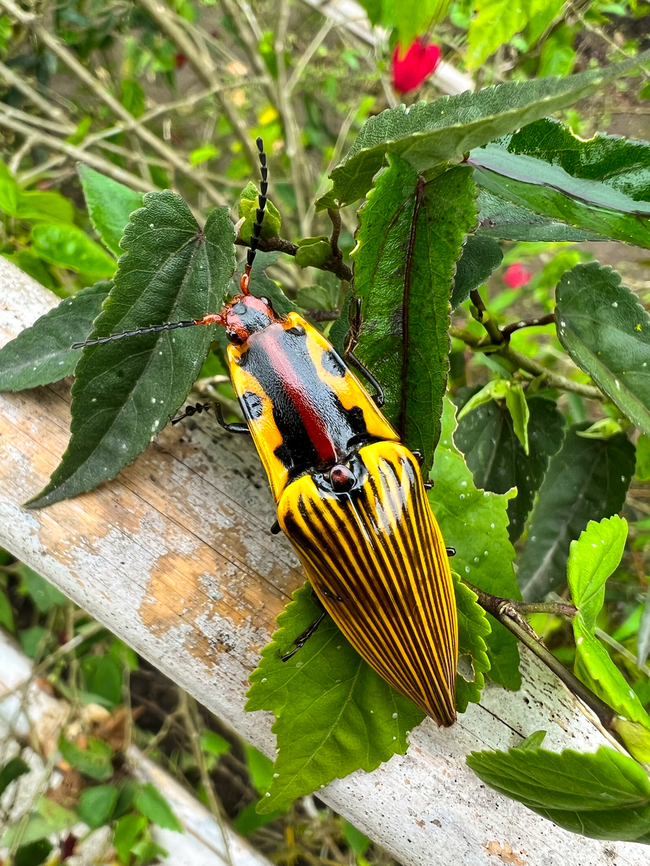 Semiotus imperialis, Angel Paz, Ecuador This click beetle is quite the departure from their normal size and neutral appearance. Angel Paz,Ecuador,Ecuador 2021,Fall,Geotagged,Refugio Paz de Las Aves,Semiotus imperialis,South America,World