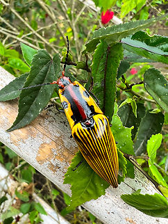 Semiotus imperialis, Angel Paz, Ecuador This click beetle is quite the departure from their normal size and neutral appearance. Angel Paz,Ecuador,Ecuador 2021,Fall,Geotagged,Refugio Paz de Las Aves,Semiotus imperialis,South America,World