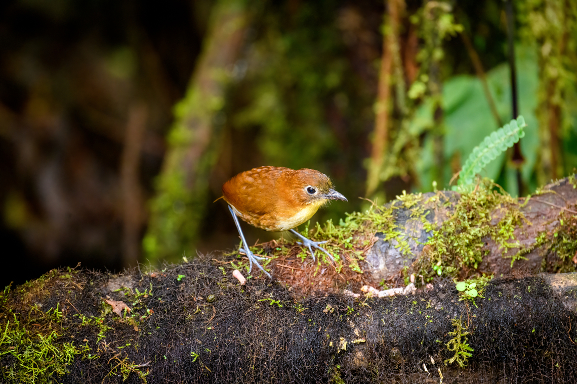 Yellow-breasted antpitta, Angel Paz, Ecuador Angel Paz is a place where the owner has cultivated a relationship of trust with a select few species of antpitta, by regularly feeding them worms at the same time every day in a safe place.<br />
<br />
This still does not guarantee seeing them, though. In particular in rainy weather the antpittas can easily find their own worms and simply won&#039;t come. We had been in the reserve for 5 hours already and had yet to see any antpittas. This one was the ice breaker. During the long waits, you can&#039;t let your guard down. The entire moment is &quot;peck peck...bye now&quot;. Angel Paz,Ecuador,Ecuador 2021,Fall,Geotagged,Grallaria flavotincta,Refugio Paz de Las Aves,South America,World,Yellow-breasted antpitta