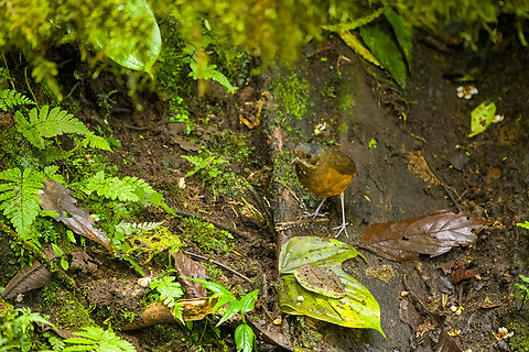 Moustached antpitta, Angel Paz, Ecuador Very rarely seen in the wild. Here it is lured by worms in Angel Paz, a private reserve where it's possible to see up to 5 antpitta species in case they are in the mood.
https://www.jungledragon.com/image/128796/moustached_antpitta_-_feeding_angel_paz_ecuador.html Angel Paz,Ecuador,Ecuador 2021,Fall,Geotagged,Grallaria alleni,Moustached antpitta,Refugio Paz de Las Aves,South America,World