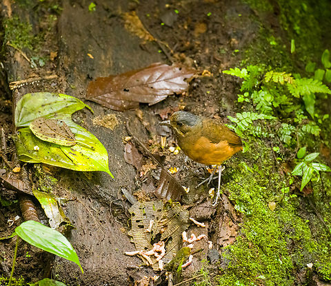 Moustached antpitta - feeding, Angel Paz, Ecuador Very rarely seen in the wild. Here it is lured by worms in Angel Paz, a private reserve where it's possible to see up to 5 antpitta species in case they are in the mood.
https://www.jungledragon.com/image/128795/moustached_antpitta_angel_paz_ecuador.html Angel Paz,Ecuador,Ecuador 2021,Fall,Geotagged,Grallaria alleni,Moustached antpitta,Refugio Paz de Las Aves,South America,World