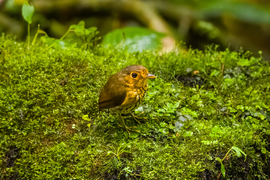 Ochre-breasted antpitta - 1, Angel Paz, Ecuador The third and last antpitta we saw at Angel Paz, where they are lured with worms. This is an antpitta from the Grallaricula genus, the smallest of antpittas. In the wild they are elusive like all antpittas and hard to discover due to their small size, but fairly tolerant once found.<br />
<br />
This individual was named Shakira by the reserve owner. We first though it was a random name, but the bird actually rhythmically shakes her hips after perching.<br />
<figure class="photo"><a href="https://www.jungledragon.com/image/128798/ochre-breasted_antpitta_-_2_angel_paz_ecuador.html" title="Ochre-breasted antpitta - 2, Angel Paz, Ecuador"><img src="https://s3.amazonaws.com/media.jungledragon.com/images/2/128798_thumb.jpg?AWSAccessKeyId=05GMT0V3GWVNE7GGM1R2&Expires=1759968010&Signature=eUdgP2OqeNHLtbxbkdrgrWOnPUg%3D" width="200" height="134" alt="Ochre-breasted antpitta - 2, Angel Paz, Ecuador The third and last antpitta we saw at Angel Paz, where they are lured with worms. This is an antpitta from the Grallaricula genus, the smallest of antpittas. In the wild they are elusive like all antpittas and hard to discover due to their small size, but fairly tolerant once found.<br />
<br />
This individual was named Shakira by the reserve owner. We first though it was a random name, but the bird actually rhythmically shakes her hips after perching.<br />
https://www.jungledragon.com/image/128797/ochre-breasted_antpitta_-_1_angel_paz_ecuador.html<br />
https://www.jungledragon.com/image/128799/ochre-breasted_antpitta_-_3_angel_paz_ecuador.html<br />
https://www.jungledragon.com/image/128800/ochre-breasted_antpitta_-_4_angel_paz_ecuador.html<br />
https://www.jungledragon.com/image/128801/ochre-breasted_antpitta_-_5_angel_paz_ecuador.html<br />
https://www.jungledragon.com/image/128802/ochre-breasted_antpitta_-_6_angel_paz_ecuador.html Angel Paz,Ecuador,Ecuador 2021,Fall,Geotagged,Grallaricula flavirostris,Ochre-breasted antpitta,Refugio Paz de Las Aves,South America,World" /></a></figure><br />
<figure class="photo"><a href="https://www.jungledragon.com/image/128799/ochre-breasted_antpitta_-_3_angel_paz_ecuador.html" title="Ochre-breasted antpitta - 3, Angel Paz, Ecuador"><img src="https://s3.amazonaws.com/media.jungledragon.com/images/2/128799_thumb.jpg?AWSAccessKeyId=05GMT0V3GWVNE7GGM1R2&Expires=1759968010&Signature=6bqAT3Pc3HVAhDKRccEsqvCyLfw%3D" width="200" height="134" alt="Ochre-breasted antpitta - 3, Angel Paz, Ecuador The third and last antpitta we saw at Angel Paz, where they are lured with worms. This is an antpitta from the Grallaricula genus, the smallest of antpittas. In the wild they are elusive like all antpittas and hard to discover due to their small size, but fairly tolerant once found.<br />
<br />
This individual was named Shakira by the reserve owner. We first though it was a random name, but the bird actually rhythmically shakes her hips after perching.<br />
https://www.jungledragon.com/image/128797/ochre-breasted_antpitta_-_1_angel_paz_ecuador.html<br />
https://www.jungledragon.com/image/128798/ochre-breasted_antpitta_-_2_angel_paz_ecuador.html<br />
https://www.jungledragon.com/image/128800/ochre-breasted_antpitta_-_4_angel_paz_ecuador.html<br />
https://www.jungledragon.com/image/128801/ochre-breasted_antpitta_-_5_angel_paz_ecuador.html<br />
https://www.jungledragon.com/image/128802/ochre-breasted_antpitta_-_6_angel_paz_ecuador.html Angel Paz,Ecuador,Ecuador 2021,Fall,Geotagged,Grallaricula flavirostris,Ochre-breasted antpitta,Refugio Paz de Las Aves,South America,World" /></a></figure><br />
<figure class="photo"><a href="https://www.jungledragon.com/image/128800/ochre-breasted_antpitta_-_4_angel_paz_ecuador.html" title="Ochre-breasted antpitta - 4, Angel Paz, Ecuador"><img src="https://s3.amazonaws.com/media.jungledragon.com/images/2/128800_thumb.jpg?AWSAccessKeyId=05GMT0V3GWVNE7GGM1R2&Expires=1759968010&Signature=hfeijFZncrYaun1xT%2BVk9CpQma0%3D" width="200" height="134" alt="Ochre-breasted antpitta - 4, Angel Paz, Ecuador The third and last antpitta we saw at Angel Paz, where they are lured with worms. This is an antpitta from the Grallaricula genus, the smallest of antpittas. In the wild they are elusive like all antpittas and hard to discover due to their small size, but fairly tolerant once found.<br />
<br />
This individual was named Shakira by the reserve owner. We first though it was a random name, but the bird actually rhythmically shakes her hips after perching.<br />
https://www.jungledragon.com/image/128797/ochre-breasted_antpitta_-_1_angel_paz_ecuador.html<br />
https://www.jungledragon.com/image/128798/ochre-breasted_antpitta_-_2_angel_paz_ecuador.html<br />
https://www.jungledragon.com/image/128799/ochre-breasted_antpitta_-_3_angel_paz_ecuador.html<br />
https://www.jungledragon.com/image/128801/ochre-breasted_antpitta_-_5_angel_paz_ecuador.html<br />
https://www.jungledragon.com/image/128802/ochre-breasted_antpitta_-_6_angel_paz_ecuador.html Angel Paz,Ecuador,Ecuador 2021,Fall,Geotagged,Grallaricula flavirostris,Ochre-breasted antpitta,Refugio Paz de Las Aves,South America,World" /></a></figure><br />
<figure class="photo"><a href="https://www.jungledragon.com/image/128801/ochre-breasted_antpitta_-_5_angel_paz_ecuador.html" title="Ochre-breasted antpitta - 5, Angel Paz, Ecuador"><img src="https://s3.amazonaws.com/media.jungledragon.com/images/2/128801_thumb.jpg?AWSAccessKeyId=05GMT0V3GWVNE7GGM1R2&Expires=1759968010&Signature=j6pc4ZM%2FLVbPt946%2FmjMjyI3cAA%3D" width="200" height="134" alt="Ochre-breasted antpitta - 5, Angel Paz, Ecuador The third and last antpitta we saw at Angel Paz, where they are lured with worms. This is an antpitta from the Grallaricula genus, the smallest of antpittas. In the wild they are elusive like all antpittas and hard to discover due to their small size, but fairly tolerant once found.<br />
<br />
This individual was named Shakira by the reserve owner. We first though it was a random name, but the bird actually rhythmically shakes her hips after perching.<br />
https://www.jungledragon.com/image/128797/ochre-breasted_antpitta_-_1_angel_paz_ecuador.html<br />
https://www.jungledragon.com/image/128798/ochre-breasted_antpitta_-_2_angel_paz_ecuador.html<br />
https://www.jungledragon.com/image/128799/ochre-breasted_antpitta_-_3_angel_paz_ecuador.html<br />
https://www.jungledragon.com/image/128800/ochre-breasted_antpitta_-_4_angel_paz_ecuador.html<br />
https://www.jungledragon.com/image/128802/ochre-breasted_antpitta_-_6_angel_paz_ecuador.html Angel Paz,Ecuador,Ecuador 2021,Fall,Geotagged,Grallaricula flavirostris,Ochre-breasted antpitta,Refugio Paz de Las Aves,South America,World" /></a></figure><br />
<figure class="photo"><a href="https://www.jungledragon.com/image/128802/ochre-breasted_antpitta_-_6_angel_paz_ecuador.html" title="Ochre-breasted antpitta - 6, Angel Paz, Ecuador"><img src="https://s3.amazonaws.com/media.jungledragon.com/images/2/128802_thumb.jpg?AWSAccessKeyId=05GMT0V3GWVNE7GGM1R2&Expires=1759968010&Signature=MQcpOWvpqHvkuPXo7DaQM3UDcQg%3D" width="146" height="152" alt="Ochre-breasted antpitta - 6, Angel Paz, Ecuador The third and last antpitta we saw at Angel Paz, where they are lured with worms. This is an antpitta from the Grallaricula genus, the smallest of antpittas. In the wild they are elusive like all antpittas and hard to discover due to their small size, but fairly tolerant once found.<br />
<br />
This individual was named Shakira by the reserve owner. We first though it was a random name, but the bird actually rhythmically shakes her hips after perching.<br />
https://www.jungledragon.com/image/128797/ochre-breasted_antpitta_-_1_angel_paz_ecuador.html<br />
https://www.jungledragon.com/image/128798/ochre-breasted_antpitta_-_2_angel_paz_ecuador.html<br />
https://www.jungledragon.com/image/128799/ochre-breasted_antpitta_-_3_angel_paz_ecuador.html<br />
https://www.jungledragon.com/image/128800/ochre-breasted_antpitta_-_4_angel_paz_ecuador.html<br />
https://www.jungledragon.com/image/128801/ochre-breasted_antpitta_-_5_angel_paz_ecuador.html Angel Paz,Ecuador,Ecuador 2021,Fall,Geotagged,Grallaricula flavirostris,Ochre-breasted antpitta,Refugio Paz de Las Aves,South America,World" /></a></figure> Angel Paz,Ecuador,Ecuador 2021,Fall,Geotagged,Grallaricula flavirostris,Ochre-breasted antpitta,Refugio Paz de Las Aves,South America,World