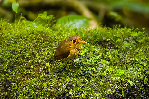Ochre-breasted antpitta - 1, Angel Paz, Ecuador The third and last antpitta we saw at Angel Paz, where they are lured with worms. This is an antpitta from the Grallaricula genus, the smallest of antpittas. In the wild they are elusive like all antpittas and hard to discover due to their small size, but fairly tolerant once found.

This individual was named Shakira by the reserve owner. We first though it was a random name, but the bird actually rhythmically shakes her hips after perching.
https://www.jungledragon.com/image/128798/ochre-breasted_antpitta_-_2_angel_paz_ecuador.html
https://www.jungledragon.com/image/128799/ochre-breasted_antpitta_-_3_angel_paz_ecuador.html
https://www.jungledragon.com/image/128800/ochre-breasted_antpitta_-_4_angel_paz_ecuador.html
https://www.jungledragon.com/image/128801/ochre-breasted_antpitta_-_5_angel_paz_ecuador.html
https://www.jungledragon.com/image/128802/ochre-breasted_antpitta_-_6_angel_paz_ecuador.html Angel Paz,Ecuador,Ecuador 2021,Fall,Geotagged,Grallaricula flavirostris,Ochre-breasted antpitta,Refugio Paz de Las Aves,South America,World