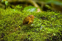 Ochre-breasted antpitta - 1, Angel Paz, Ecuador The third and last antpitta we saw at Angel Paz, where they are lured with worms. This is an antpitta from the Grallaricula genus, the smallest of antpittas. In the wild they are elusive like all antpittas and hard to discover due to their small size, but fairly tolerant once found.<br />
<br />
This individual was named Shakira by the reserve owner. We first though it was a random name, but the bird actually rhythmically shakes her hips after perching.<br />
https://www.jungledragon.com/image/128798/ochre-breasted_antpitta_-_2_angel_paz_ecuador.html<br />
https://www.jungledragon.com/image/128799/ochre-breasted_antpitta_-_3_angel_paz_ecuador.html<br />
https://www.jungledragon.com/image/128800/ochre-breasted_antpitta_-_4_angel_paz_ecuador.html<br />
https://www.jungledragon.com/image/128801/ochre-breasted_antpitta_-_5_angel_paz_ecuador.html<br />
https://www.jungledragon.com/image/128802/ochre-breasted_antpitta_-_6_angel_paz_ecuador.html Angel Paz,Ecuador,Ecuador 2021,Fall,Geotagged,Grallaricula flavirostris,Ochre-breasted antpitta,Refugio Paz de Las Aves,South America,World
