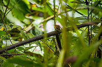 Ochre-breasted antpitta - 2, Angel Paz, Ecuador The third and last antpitta we saw at Angel Paz, where they are lured with worms. This is an antpitta from the Grallaricula genus, the smallest of antpittas. In the wild they are elusive like all antpittas and hard to discover due to their small size, but fairly tolerant once found.<br />
<br />
This individual was named Shakira by the reserve owner. We first though it was a random name, but the bird actually rhythmically shakes her hips after perching.<br />
https://www.jungledragon.com/image/128797/ochre-breasted_antpitta_-_1_angel_paz_ecuador.html<br />
https://www.jungledragon.com/image/128799/ochre-breasted_antpitta_-_3_angel_paz_ecuador.html<br />
https://www.jungledragon.com/image/128800/ochre-breasted_antpitta_-_4_angel_paz_ecuador.html<br />
https://www.jungledragon.com/image/128801/ochre-breasted_antpitta_-_5_angel_paz_ecuador.html<br />
https://www.jungledragon.com/image/128802/ochre-breasted_antpitta_-_6_angel_paz_ecuador.html Angel Paz,Ecuador,Ecuador 2021,Fall,Geotagged,Grallaricula flavirostris,Ochre-breasted antpitta,Refugio Paz de Las Aves,South America,World