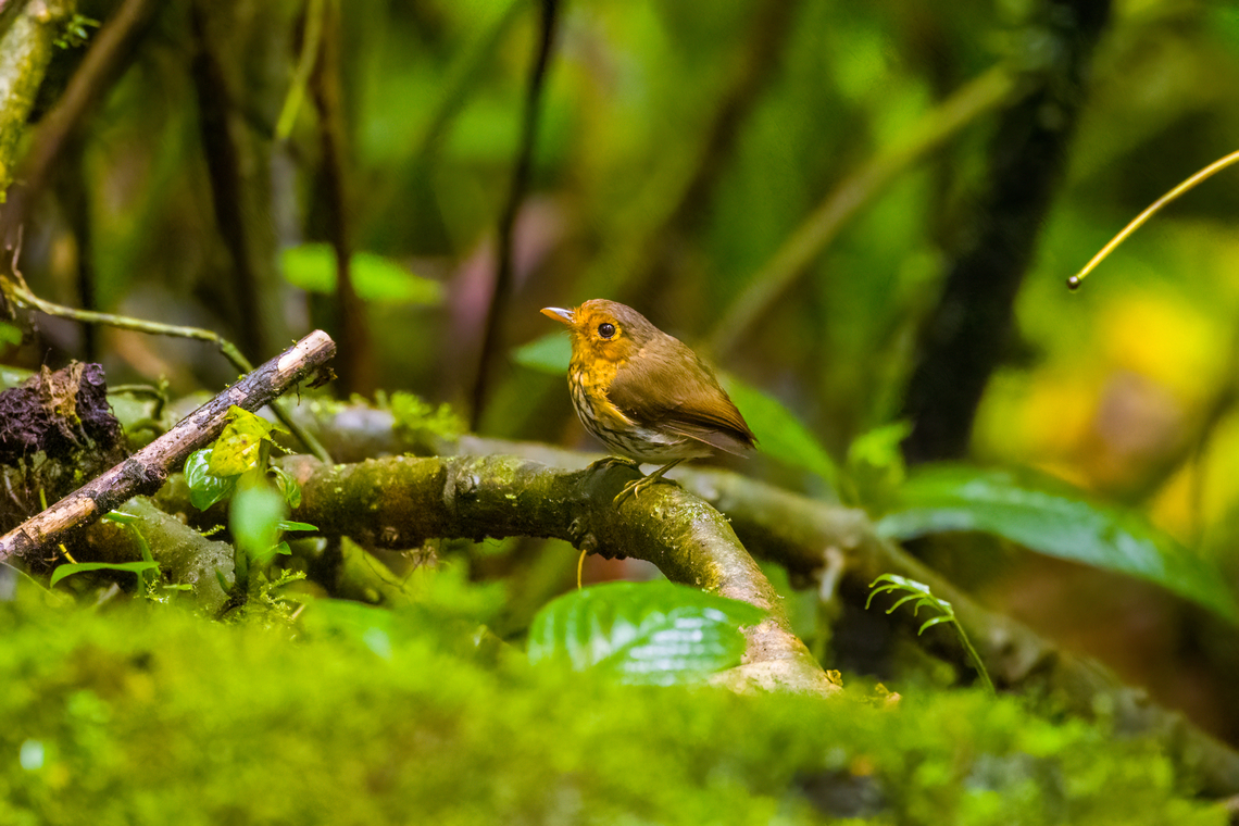 Ochre-breasted antpitta - 3, Angel Paz, Ecuador The third and last antpitta we saw at Angel Paz, where they are lured with worms. This is an antpitta from the Grallaricula genus, the smallest of antpittas. In the wild they are elusive like all antpittas and hard to discover due to their small size, but fairly tolerant once found.<br />
<br />
This individual was named Shakira by the reserve owner. We first though it was a random name, but the bird actually rhythmically shakes her hips after perching.<br />
<figure class="photo"><a href="https://www.jungledragon.com/image/128797/ochre-breasted_antpitta_-_1_angel_paz_ecuador.html" title="Ochre-breasted antpitta - 1, Angel Paz, Ecuador"><img src="https://s3.amazonaws.com/media.jungledragon.com/images/2/128797_thumb.jpg?AWSAccessKeyId=05GMT0V3GWVNE7GGM1R2&Expires=1759968010&Signature=jrUDkzvoEU6ewVCqD1H1O%2B4RZQI%3D" width="200" height="134" alt="Ochre-breasted antpitta - 1, Angel Paz, Ecuador The third and last antpitta we saw at Angel Paz, where they are lured with worms. This is an antpitta from the Grallaricula genus, the smallest of antpittas. In the wild they are elusive like all antpittas and hard to discover due to their small size, but fairly tolerant once found.<br />
<br />
This individual was named Shakira by the reserve owner. We first though it was a random name, but the bird actually rhythmically shakes her hips after perching.<br />
https://www.jungledragon.com/image/128798/ochre-breasted_antpitta_-_2_angel_paz_ecuador.html<br />
https://www.jungledragon.com/image/128799/ochre-breasted_antpitta_-_3_angel_paz_ecuador.html<br />
https://www.jungledragon.com/image/128800/ochre-breasted_antpitta_-_4_angel_paz_ecuador.html<br />
https://www.jungledragon.com/image/128801/ochre-breasted_antpitta_-_5_angel_paz_ecuador.html<br />
https://www.jungledragon.com/image/128802/ochre-breasted_antpitta_-_6_angel_paz_ecuador.html Angel Paz,Ecuador,Ecuador 2021,Fall,Geotagged,Grallaricula flavirostris,Ochre-breasted antpitta,Refugio Paz de Las Aves,South America,World" /></a></figure><br />
<figure class="photo"><a href="https://www.jungledragon.com/image/128798/ochre-breasted_antpitta_-_2_angel_paz_ecuador.html" title="Ochre-breasted antpitta - 2, Angel Paz, Ecuador"><img src="https://s3.amazonaws.com/media.jungledragon.com/images/2/128798_thumb.jpg?AWSAccessKeyId=05GMT0V3GWVNE7GGM1R2&Expires=1759968010&Signature=eUdgP2OqeNHLtbxbkdrgrWOnPUg%3D" width="200" height="134" alt="Ochre-breasted antpitta - 2, Angel Paz, Ecuador The third and last antpitta we saw at Angel Paz, where they are lured with worms. This is an antpitta from the Grallaricula genus, the smallest of antpittas. In the wild they are elusive like all antpittas and hard to discover due to their small size, but fairly tolerant once found.<br />
<br />
This individual was named Shakira by the reserve owner. We first though it was a random name, but the bird actually rhythmically shakes her hips after perching.<br />
https://www.jungledragon.com/image/128797/ochre-breasted_antpitta_-_1_angel_paz_ecuador.html<br />
https://www.jungledragon.com/image/128799/ochre-breasted_antpitta_-_3_angel_paz_ecuador.html<br />
https://www.jungledragon.com/image/128800/ochre-breasted_antpitta_-_4_angel_paz_ecuador.html<br />
https://www.jungledragon.com/image/128801/ochre-breasted_antpitta_-_5_angel_paz_ecuador.html<br />
https://www.jungledragon.com/image/128802/ochre-breasted_antpitta_-_6_angel_paz_ecuador.html Angel Paz,Ecuador,Ecuador 2021,Fall,Geotagged,Grallaricula flavirostris,Ochre-breasted antpitta,Refugio Paz de Las Aves,South America,World" /></a></figure><br />
<figure class="photo"><a href="https://www.jungledragon.com/image/128800/ochre-breasted_antpitta_-_4_angel_paz_ecuador.html" title="Ochre-breasted antpitta - 4, Angel Paz, Ecuador"><img src="https://s3.amazonaws.com/media.jungledragon.com/images/2/128800_thumb.jpg?AWSAccessKeyId=05GMT0V3GWVNE7GGM1R2&Expires=1759968010&Signature=hfeijFZncrYaun1xT%2BVk9CpQma0%3D" width="200" height="134" alt="Ochre-breasted antpitta - 4, Angel Paz, Ecuador The third and last antpitta we saw at Angel Paz, where they are lured with worms. This is an antpitta from the Grallaricula genus, the smallest of antpittas. In the wild they are elusive like all antpittas and hard to discover due to their small size, but fairly tolerant once found.<br />
<br />
This individual was named Shakira by the reserve owner. We first though it was a random name, but the bird actually rhythmically shakes her hips after perching.<br />
https://www.jungledragon.com/image/128797/ochre-breasted_antpitta_-_1_angel_paz_ecuador.html<br />
https://www.jungledragon.com/image/128798/ochre-breasted_antpitta_-_2_angel_paz_ecuador.html<br />
https://www.jungledragon.com/image/128799/ochre-breasted_antpitta_-_3_angel_paz_ecuador.html<br />
https://www.jungledragon.com/image/128801/ochre-breasted_antpitta_-_5_angel_paz_ecuador.html<br />
https://www.jungledragon.com/image/128802/ochre-breasted_antpitta_-_6_angel_paz_ecuador.html Angel Paz,Ecuador,Ecuador 2021,Fall,Geotagged,Grallaricula flavirostris,Ochre-breasted antpitta,Refugio Paz de Las Aves,South America,World" /></a></figure><br />
<figure class="photo"><a href="https://www.jungledragon.com/image/128801/ochre-breasted_antpitta_-_5_angel_paz_ecuador.html" title="Ochre-breasted antpitta - 5, Angel Paz, Ecuador"><img src="https://s3.amazonaws.com/media.jungledragon.com/images/2/128801_thumb.jpg?AWSAccessKeyId=05GMT0V3GWVNE7GGM1R2&Expires=1759968010&Signature=j6pc4ZM%2FLVbPt946%2FmjMjyI3cAA%3D" width="200" height="134" alt="Ochre-breasted antpitta - 5, Angel Paz, Ecuador The third and last antpitta we saw at Angel Paz, where they are lured with worms. This is an antpitta from the Grallaricula genus, the smallest of antpittas. In the wild they are elusive like all antpittas and hard to discover due to their small size, but fairly tolerant once found.<br />
<br />
This individual was named Shakira by the reserve owner. We first though it was a random name, but the bird actually rhythmically shakes her hips after perching.<br />
https://www.jungledragon.com/image/128797/ochre-breasted_antpitta_-_1_angel_paz_ecuador.html<br />
https://www.jungledragon.com/image/128798/ochre-breasted_antpitta_-_2_angel_paz_ecuador.html<br />
https://www.jungledragon.com/image/128799/ochre-breasted_antpitta_-_3_angel_paz_ecuador.html<br />
https://www.jungledragon.com/image/128800/ochre-breasted_antpitta_-_4_angel_paz_ecuador.html<br />
https://www.jungledragon.com/image/128802/ochre-breasted_antpitta_-_6_angel_paz_ecuador.html Angel Paz,Ecuador,Ecuador 2021,Fall,Geotagged,Grallaricula flavirostris,Ochre-breasted antpitta,Refugio Paz de Las Aves,South America,World" /></a></figure><br />
<figure class="photo"><a href="https://www.jungledragon.com/image/128802/ochre-breasted_antpitta_-_6_angel_paz_ecuador.html" title="Ochre-breasted antpitta - 6, Angel Paz, Ecuador"><img src="https://s3.amazonaws.com/media.jungledragon.com/images/2/128802_thumb.jpg?AWSAccessKeyId=05GMT0V3GWVNE7GGM1R2&Expires=1759968010&Signature=MQcpOWvpqHvkuPXo7DaQM3UDcQg%3D" width="146" height="152" alt="Ochre-breasted antpitta - 6, Angel Paz, Ecuador The third and last antpitta we saw at Angel Paz, where they are lured with worms. This is an antpitta from the Grallaricula genus, the smallest of antpittas. In the wild they are elusive like all antpittas and hard to discover due to their small size, but fairly tolerant once found.<br />
<br />
This individual was named Shakira by the reserve owner. We first though it was a random name, but the bird actually rhythmically shakes her hips after perching.<br />
https://www.jungledragon.com/image/128797/ochre-breasted_antpitta_-_1_angel_paz_ecuador.html<br />
https://www.jungledragon.com/image/128798/ochre-breasted_antpitta_-_2_angel_paz_ecuador.html<br />
https://www.jungledragon.com/image/128799/ochre-breasted_antpitta_-_3_angel_paz_ecuador.html<br />
https://www.jungledragon.com/image/128800/ochre-breasted_antpitta_-_4_angel_paz_ecuador.html<br />
https://www.jungledragon.com/image/128801/ochre-breasted_antpitta_-_5_angel_paz_ecuador.html Angel Paz,Ecuador,Ecuador 2021,Fall,Geotagged,Grallaricula flavirostris,Ochre-breasted antpitta,Refugio Paz de Las Aves,South America,World" /></a></figure> Angel Paz,Ecuador,Ecuador 2021,Fall,Geotagged,Grallaricula flavirostris,Ochre-breasted antpitta,Refugio Paz de Las Aves,South America,World
