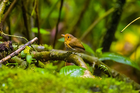 Ochre-breasted antpitta - 3, Angel Paz, Ecuador The third and last antpitta we saw at Angel Paz, where they are lured with worms. This is an antpitta from the Grallaricula genus, the smallest of antpittas. In the wild they are elusive like all antpittas and hard to discover due to their small size, but fairly tolerant once found.

This individual was named Shakira by the reserve owner. We first though it was a random name, but the bird actually rhythmically shakes her hips after perching.
https://www.jungledragon.com/image/128797/ochre-breasted_antpitta_-_1_angel_paz_ecuador.html
https://www.jungledragon.com/image/128798/ochre-breasted_antpitta_-_2_angel_paz_ecuador.html
https://www.jungledragon.com/image/128800/ochre-breasted_antpitta_-_4_angel_paz_ecuador.html
https://www.jungledragon.com/image/128801/ochre-breasted_antpitta_-_5_angel_paz_ecuador.html
https://www.jungledragon.com/image/128802/ochre-breasted_antpitta_-_6_angel_paz_ecuador.html Angel Paz,Ecuador,Ecuador 2021,Fall,Geotagged,Grallaricula flavirostris,Ochre-breasted antpitta,Refugio Paz de Las Aves,South America,World