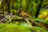 Ochre-breasted antpitta - 3, Angel Paz, Ecuador The third and last antpitta we saw at Angel Paz, where they are lured with worms. This is an antpitta from the Grallaricula genus, the smallest of antpittas. In the wild they are elusive like all antpittas and hard to discover due to their small size, but fairly tolerant once found.<br />
<br />
This individual was named Shakira by the reserve owner. We first though it was a random name, but the bird actually rhythmically shakes her hips after perching.<br />
https://www.jungledragon.com/image/128797/ochre-breasted_antpitta_-_1_angel_paz_ecuador.html<br />
https://www.jungledragon.com/image/128798/ochre-breasted_antpitta_-_2_angel_paz_ecuador.html<br />
https://www.jungledragon.com/image/128800/ochre-breasted_antpitta_-_4_angel_paz_ecuador.html<br />
https://www.jungledragon.com/image/128801/ochre-breasted_antpitta_-_5_angel_paz_ecuador.html<br />
https://www.jungledragon.com/image/128802/ochre-breasted_antpitta_-_6_angel_paz_ecuador.html Angel Paz,Ecuador,Ecuador 2021,Fall,Geotagged,Grallaricula flavirostris,Ochre-breasted antpitta,Refugio Paz de Las Aves,South America,World