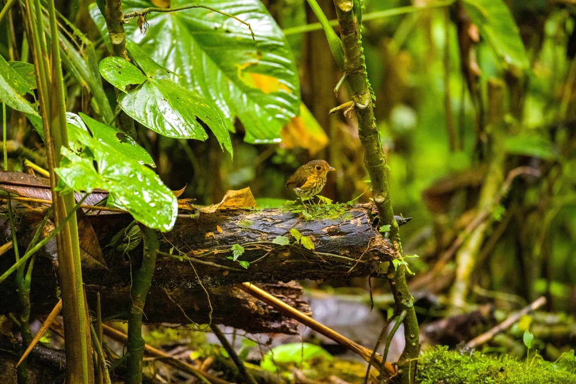 Ochre-breasted antpitta - 4, Angel Paz, Ecuador The third and last antpitta we saw at Angel Paz, where they are lured with worms. This is an antpitta from the Grallaricula genus, the smallest of antpittas. In the wild they are elusive like all antpittas and hard to discover due to their small size, but fairly tolerant once found.<br />
<br />
This individual was named Shakira by the reserve owner. We first though it was a random name, but the bird actually rhythmically shakes her hips after perching.<br />
<figure class="photo"><a href="https://www.jungledragon.com/image/128797/ochre-breasted_antpitta_-_1_angel_paz_ecuador.html" title="Ochre-breasted antpitta - 1, Angel Paz, Ecuador"><img src="https://s3.amazonaws.com/media.jungledragon.com/images/2/128797_thumb.jpg?AWSAccessKeyId=05GMT0V3GWVNE7GGM1R2&Expires=1770854410&Signature=zdTS7EbN4Tq%2Baqa7NcoGBDvIR3w%3D" width="200" height="134" alt="Ochre-breasted antpitta - 1, Angel Paz, Ecuador The third and last antpitta we saw at Angel Paz, where they are lured with worms. This is an antpitta from the Grallaricula genus, the smallest of antpittas. In the wild they are elusive like all antpittas and hard to discover due to their small size, but fairly tolerant once found.<br />
<br />
This individual was named Shakira by the reserve owner. We first though it was a random name, but the bird actually rhythmically shakes her hips after perching.<br />
https://www.jungledragon.com/image/128798/ochre-breasted_antpitta_-_2_angel_paz_ecuador.html<br />
https://www.jungledragon.com/image/128799/ochre-breasted_antpitta_-_3_angel_paz_ecuador.html<br />
https://www.jungledragon.com/image/128800/ochre-breasted_antpitta_-_4_angel_paz_ecuador.html<br />
https://www.jungledragon.com/image/128801/ochre-breasted_antpitta_-_5_angel_paz_ecuador.html<br />
https://www.jungledragon.com/image/128802/ochre-breasted_antpitta_-_6_angel_paz_ecuador.html Angel Paz,Ecuador,Ecuador 2021,Fall,Geotagged,Grallaricula flavirostris,Ochre-breasted antpitta,Refugio Paz de Las Aves,South America,World" /></a></figure><br />
<figure class="photo"><a href="https://www.jungledragon.com/image/128798/ochre-breasted_antpitta_-_2_angel_paz_ecuador.html" title="Ochre-breasted antpitta - 2, Angel Paz, Ecuador"><img src="https://s3.amazonaws.com/media.jungledragon.com/images/2/128798_thumb.jpg?AWSAccessKeyId=05GMT0V3GWVNE7GGM1R2&Expires=1770854410&Signature=jTXatSpsSpU9Mim2AQuLdlu8u88%3D" width="200" height="134" alt="Ochre-breasted antpitta - 2, Angel Paz, Ecuador The third and last antpitta we saw at Angel Paz, where they are lured with worms. This is an antpitta from the Grallaricula genus, the smallest of antpittas. In the wild they are elusive like all antpittas and hard to discover due to their small size, but fairly tolerant once found.<br />
<br />
This individual was named Shakira by the reserve owner. We first though it was a random name, but the bird actually rhythmically shakes her hips after perching.<br />
https://www.jungledragon.com/image/128797/ochre-breasted_antpitta_-_1_angel_paz_ecuador.html<br />
https://www.jungledragon.com/image/128799/ochre-breasted_antpitta_-_3_angel_paz_ecuador.html<br />
https://www.jungledragon.com/image/128800/ochre-breasted_antpitta_-_4_angel_paz_ecuador.html<br />
https://www.jungledragon.com/image/128801/ochre-breasted_antpitta_-_5_angel_paz_ecuador.html<br />
https://www.jungledragon.com/image/128802/ochre-breasted_antpitta_-_6_angel_paz_ecuador.html Angel Paz,Ecuador,Ecuador 2021,Fall,Geotagged,Grallaricula flavirostris,Ochre-breasted antpitta,Refugio Paz de Las Aves,South America,World" /></a></figure><br />
<figure class="photo"><a href="https://www.jungledragon.com/image/128799/ochre-breasted_antpitta_-_3_angel_paz_ecuador.html" title="Ochre-breasted antpitta - 3, Angel Paz, Ecuador"><img src="https://s3.amazonaws.com/media.jungledragon.com/images/2/128799_thumb.jpg?AWSAccessKeyId=05GMT0V3GWVNE7GGM1R2&Expires=1770854410&Signature=aSKb1VNzdzWCE0fIueHcPF8k4EI%3D" width="200" height="134" alt="Ochre-breasted antpitta - 3, Angel Paz, Ecuador The third and last antpitta we saw at Angel Paz, where they are lured with worms. This is an antpitta from the Grallaricula genus, the smallest of antpittas. In the wild they are elusive like all antpittas and hard to discover due to their small size, but fairly tolerant once found.<br />
<br />
This individual was named Shakira by the reserve owner. We first though it was a random name, but the bird actually rhythmically shakes her hips after perching.<br />
https://www.jungledragon.com/image/128797/ochre-breasted_antpitta_-_1_angel_paz_ecuador.html<br />
https://www.jungledragon.com/image/128798/ochre-breasted_antpitta_-_2_angel_paz_ecuador.html<br />
https://www.jungledragon.com/image/128800/ochre-breasted_antpitta_-_4_angel_paz_ecuador.html<br />
https://www.jungledragon.com/image/128801/ochre-breasted_antpitta_-_5_angel_paz_ecuador.html<br />
https://www.jungledragon.com/image/128802/ochre-breasted_antpitta_-_6_angel_paz_ecuador.html Angel Paz,Ecuador,Ecuador 2021,Fall,Geotagged,Grallaricula flavirostris,Ochre-breasted antpitta,Refugio Paz de Las Aves,South America,World" /></a></figure><br />
<figure class="photo"><a href="https://www.jungledragon.com/image/128801/ochre-breasted_antpitta_-_5_angel_paz_ecuador.html" title="Ochre-breasted antpitta - 5, Angel Paz, Ecuador"><img src="https://s3.amazonaws.com/media.jungledragon.com/images/2/128801_thumb.jpg?AWSAccessKeyId=05GMT0V3GWVNE7GGM1R2&Expires=1770854410&Signature=Vsz6UrpB7mDeqcjZUnDsl0Fg5zA%3D" width="200" height="134" alt="Ochre-breasted antpitta - 5, Angel Paz, Ecuador The third and last antpitta we saw at Angel Paz, where they are lured with worms. This is an antpitta from the Grallaricula genus, the smallest of antpittas. In the wild they are elusive like all antpittas and hard to discover due to their small size, but fairly tolerant once found.<br />
<br />
This individual was named Shakira by the reserve owner. We first though it was a random name, but the bird actually rhythmically shakes her hips after perching.<br />
https://www.jungledragon.com/image/128797/ochre-breasted_antpitta_-_1_angel_paz_ecuador.html<br />
https://www.jungledragon.com/image/128798/ochre-breasted_antpitta_-_2_angel_paz_ecuador.html<br />
https://www.jungledragon.com/image/128799/ochre-breasted_antpitta_-_3_angel_paz_ecuador.html<br />
https://www.jungledragon.com/image/128800/ochre-breasted_antpitta_-_4_angel_paz_ecuador.html<br />
https://www.jungledragon.com/image/128802/ochre-breasted_antpitta_-_6_angel_paz_ecuador.html Angel Paz,Ecuador,Ecuador 2021,Fall,Geotagged,Grallaricula flavirostris,Ochre-breasted antpitta,Refugio Paz de Las Aves,South America,World" /></a></figure><br />
<figure class="photo"><a href="https://www.jungledragon.com/image/128802/ochre-breasted_antpitta_-_6_angel_paz_ecuador.html" title="Ochre-breasted antpitta - 6, Angel Paz, Ecuador"><img src="https://s3.amazonaws.com/media.jungledragon.com/images/2/128802_thumb.jpg?AWSAccessKeyId=05GMT0V3GWVNE7GGM1R2&Expires=1770854410&Signature=voeaTe3rPS%2B26FdsQcCkgeG13Gg%3D" width="146" height="152" alt="Ochre-breasted antpitta - 6, Angel Paz, Ecuador The third and last antpitta we saw at Angel Paz, where they are lured with worms. This is an antpitta from the Grallaricula genus, the smallest of antpittas. In the wild they are elusive like all antpittas and hard to discover due to their small size, but fairly tolerant once found.<br />
<br />
This individual was named Shakira by the reserve owner. We first though it was a random name, but the bird actually rhythmically shakes her hips after perching.<br />
https://www.jungledragon.com/image/128797/ochre-breasted_antpitta_-_1_angel_paz_ecuador.html<br />
https://www.jungledragon.com/image/128798/ochre-breasted_antpitta_-_2_angel_paz_ecuador.html<br />
https://www.jungledragon.com/image/128799/ochre-breasted_antpitta_-_3_angel_paz_ecuador.html<br />
https://www.jungledragon.com/image/128800/ochre-breasted_antpitta_-_4_angel_paz_ecuador.html<br />
https://www.jungledragon.com/image/128801/ochre-breasted_antpitta_-_5_angel_paz_ecuador.html Angel Paz,Ecuador,Ecuador 2021,Fall,Geotagged,Grallaricula flavirostris,Ochre-breasted antpitta,Refugio Paz de Las Aves,South America,World" /></a></figure> Angel Paz,Ecuador,Ecuador 2021,Fall,Geotagged,Grallaricula flavirostris,Ochre-breasted antpitta,Refugio Paz de Las Aves,South America,World