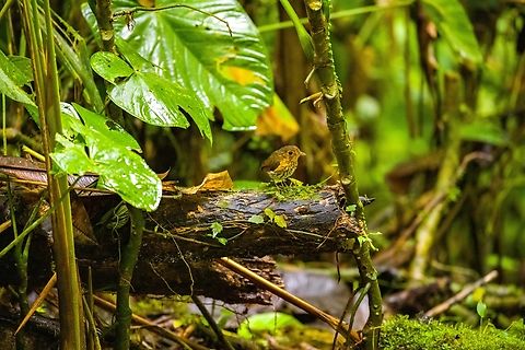 Ochre-breasted antpitta - 4, Angel Paz, Ecuador The third and last antpitta we saw at Angel Paz, where they are lured with worms. This is an antpitta from the Grallaricula genus, the smallest of antpittas. In the wild they are elusive like all antpittas and hard to discover due to their small size, but fairly tolerant once found.

This individual was named Shakira by the reserve owner. We first though it was a random name, but the bird actually rhythmically shakes her hips after perching.
https://www.jungledragon.com/image/128797/ochre-breasted_antpitta_-_1_angel_paz_ecuador.html
https://www.jungledragon.com/image/128798/ochre-breasted_antpitta_-_2_angel_paz_ecuador.html
https://www.jungledragon.com/image/128799/ochre-breasted_antpitta_-_3_angel_paz_ecuador.html
https://www.jungledragon.com/image/128801/ochre-breasted_antpitta_-_5_angel_paz_ecuador.html
https://www.jungledragon.com/image/128802/ochre-breasted_antpitta_-_6_angel_paz_ecuador.html Angel Paz,Ecuador,Ecuador 2021,Fall,Geotagged,Grallaricula flavirostris,Ochre-breasted antpitta,Refugio Paz de Las Aves,South America,World