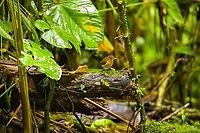 Ochre-breasted antpitta - 4, Angel Paz, Ecuador The third and last antpitta we saw at Angel Paz, where they are lured with worms. This is an antpitta from the Grallaricula genus, the smallest of antpittas. In the wild they are elusive like all antpittas and hard to discover due to their small size, but fairly tolerant once found.<br />
<br />
This individual was named Shakira by the reserve owner. We first though it was a random name, but the bird actually rhythmically shakes her hips after perching.<br />
https://www.jungledragon.com/image/128797/ochre-breasted_antpitta_-_1_angel_paz_ecuador.html<br />
https://www.jungledragon.com/image/128798/ochre-breasted_antpitta_-_2_angel_paz_ecuador.html<br />
https://www.jungledragon.com/image/128799/ochre-breasted_antpitta_-_3_angel_paz_ecuador.html<br />
https://www.jungledragon.com/image/128801/ochre-breasted_antpitta_-_5_angel_paz_ecuador.html<br />
https://www.jungledragon.com/image/128802/ochre-breasted_antpitta_-_6_angel_paz_ecuador.html Angel Paz,Ecuador,Ecuador 2021,Fall,Geotagged,Grallaricula flavirostris,Ochre-breasted antpitta,Refugio Paz de Las Aves,South America,World