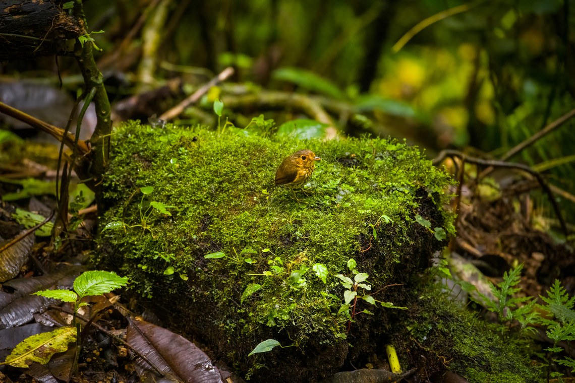 Ochre-breasted antpitta - 5, Angel Paz, Ecuador The third and last antpitta we saw at Angel Paz, where they are lured with worms. This is an antpitta from the Grallaricula genus, the smallest of antpittas. In the wild they are elusive like all antpittas and hard to discover due to their small size, but fairly tolerant once found.<br />
<br />
This individual was named Shakira by the reserve owner. We first though it was a random name, but the bird actually rhythmically shakes her hips after perching.<br />
<figure class="photo"><a href="https://www.jungledragon.com/image/128797/ochre-breasted_antpitta_-_1_angel_paz_ecuador.html" title="Ochre-breasted antpitta - 1, Angel Paz, Ecuador"><img src="https://s3.amazonaws.com/media.jungledragon.com/images/2/128797_thumb.jpg?AWSAccessKeyId=05GMT0V3GWVNE7GGM1R2&Expires=1759968010&Signature=jrUDkzvoEU6ewVCqD1H1O%2B4RZQI%3D" width="200" height="134" alt="Ochre-breasted antpitta - 1, Angel Paz, Ecuador The third and last antpitta we saw at Angel Paz, where they are lured with worms. This is an antpitta from the Grallaricula genus, the smallest of antpittas. In the wild they are elusive like all antpittas and hard to discover due to their small size, but fairly tolerant once found.<br />
<br />
This individual was named Shakira by the reserve owner. We first though it was a random name, but the bird actually rhythmically shakes her hips after perching.<br />
https://www.jungledragon.com/image/128798/ochre-breasted_antpitta_-_2_angel_paz_ecuador.html<br />
https://www.jungledragon.com/image/128799/ochre-breasted_antpitta_-_3_angel_paz_ecuador.html<br />
https://www.jungledragon.com/image/128800/ochre-breasted_antpitta_-_4_angel_paz_ecuador.html<br />
https://www.jungledragon.com/image/128801/ochre-breasted_antpitta_-_5_angel_paz_ecuador.html<br />
https://www.jungledragon.com/image/128802/ochre-breasted_antpitta_-_6_angel_paz_ecuador.html Angel Paz,Ecuador,Ecuador 2021,Fall,Geotagged,Grallaricula flavirostris,Ochre-breasted antpitta,Refugio Paz de Las Aves,South America,World" /></a></figure><br />
<figure class="photo"><a href="https://www.jungledragon.com/image/128798/ochre-breasted_antpitta_-_2_angel_paz_ecuador.html" title="Ochre-breasted antpitta - 2, Angel Paz, Ecuador"><img src="https://s3.amazonaws.com/media.jungledragon.com/images/2/128798_thumb.jpg?AWSAccessKeyId=05GMT0V3GWVNE7GGM1R2&Expires=1759968010&Signature=eUdgP2OqeNHLtbxbkdrgrWOnPUg%3D" width="200" height="134" alt="Ochre-breasted antpitta - 2, Angel Paz, Ecuador The third and last antpitta we saw at Angel Paz, where they are lured with worms. This is an antpitta from the Grallaricula genus, the smallest of antpittas. In the wild they are elusive like all antpittas and hard to discover due to their small size, but fairly tolerant once found.<br />
<br />
This individual was named Shakira by the reserve owner. We first though it was a random name, but the bird actually rhythmically shakes her hips after perching.<br />
https://www.jungledragon.com/image/128797/ochre-breasted_antpitta_-_1_angel_paz_ecuador.html<br />
https://www.jungledragon.com/image/128799/ochre-breasted_antpitta_-_3_angel_paz_ecuador.html<br />
https://www.jungledragon.com/image/128800/ochre-breasted_antpitta_-_4_angel_paz_ecuador.html<br />
https://www.jungledragon.com/image/128801/ochre-breasted_antpitta_-_5_angel_paz_ecuador.html<br />
https://www.jungledragon.com/image/128802/ochre-breasted_antpitta_-_6_angel_paz_ecuador.html Angel Paz,Ecuador,Ecuador 2021,Fall,Geotagged,Grallaricula flavirostris,Ochre-breasted antpitta,Refugio Paz de Las Aves,South America,World" /></a></figure><br />
<figure class="photo"><a href="https://www.jungledragon.com/image/128799/ochre-breasted_antpitta_-_3_angel_paz_ecuador.html" title="Ochre-breasted antpitta - 3, Angel Paz, Ecuador"><img src="https://s3.amazonaws.com/media.jungledragon.com/images/2/128799_thumb.jpg?AWSAccessKeyId=05GMT0V3GWVNE7GGM1R2&Expires=1759968010&Signature=6bqAT3Pc3HVAhDKRccEsqvCyLfw%3D" width="200" height="134" alt="Ochre-breasted antpitta - 3, Angel Paz, Ecuador The third and last antpitta we saw at Angel Paz, where they are lured with worms. This is an antpitta from the Grallaricula genus, the smallest of antpittas. In the wild they are elusive like all antpittas and hard to discover due to their small size, but fairly tolerant once found.<br />
<br />
This individual was named Shakira by the reserve owner. We first though it was a random name, but the bird actually rhythmically shakes her hips after perching.<br />
https://www.jungledragon.com/image/128797/ochre-breasted_antpitta_-_1_angel_paz_ecuador.html<br />
https://www.jungledragon.com/image/128798/ochre-breasted_antpitta_-_2_angel_paz_ecuador.html<br />
https://www.jungledragon.com/image/128800/ochre-breasted_antpitta_-_4_angel_paz_ecuador.html<br />
https://www.jungledragon.com/image/128801/ochre-breasted_antpitta_-_5_angel_paz_ecuador.html<br />
https://www.jungledragon.com/image/128802/ochre-breasted_antpitta_-_6_angel_paz_ecuador.html Angel Paz,Ecuador,Ecuador 2021,Fall,Geotagged,Grallaricula flavirostris,Ochre-breasted antpitta,Refugio Paz de Las Aves,South America,World" /></a></figure><br />
<figure class="photo"><a href="https://www.jungledragon.com/image/128800/ochre-breasted_antpitta_-_4_angel_paz_ecuador.html" title="Ochre-breasted antpitta - 4, Angel Paz, Ecuador"><img src="https://s3.amazonaws.com/media.jungledragon.com/images/2/128800_thumb.jpg?AWSAccessKeyId=05GMT0V3GWVNE7GGM1R2&Expires=1759968010&Signature=hfeijFZncrYaun1xT%2BVk9CpQma0%3D" width="200" height="134" alt="Ochre-breasted antpitta - 4, Angel Paz, Ecuador The third and last antpitta we saw at Angel Paz, where they are lured with worms. This is an antpitta from the Grallaricula genus, the smallest of antpittas. In the wild they are elusive like all antpittas and hard to discover due to their small size, but fairly tolerant once found.<br />
<br />
This individual was named Shakira by the reserve owner. We first though it was a random name, but the bird actually rhythmically shakes her hips after perching.<br />
https://www.jungledragon.com/image/128797/ochre-breasted_antpitta_-_1_angel_paz_ecuador.html<br />
https://www.jungledragon.com/image/128798/ochre-breasted_antpitta_-_2_angel_paz_ecuador.html<br />
https://www.jungledragon.com/image/128799/ochre-breasted_antpitta_-_3_angel_paz_ecuador.html<br />
https://www.jungledragon.com/image/128801/ochre-breasted_antpitta_-_5_angel_paz_ecuador.html<br />
https://www.jungledragon.com/image/128802/ochre-breasted_antpitta_-_6_angel_paz_ecuador.html Angel Paz,Ecuador,Ecuador 2021,Fall,Geotagged,Grallaricula flavirostris,Ochre-breasted antpitta,Refugio Paz de Las Aves,South America,World" /></a></figure><br />
<figure class="photo"><a href="https://www.jungledragon.com/image/128802/ochre-breasted_antpitta_-_6_angel_paz_ecuador.html" title="Ochre-breasted antpitta - 6, Angel Paz, Ecuador"><img src="https://s3.amazonaws.com/media.jungledragon.com/images/2/128802_thumb.jpg?AWSAccessKeyId=05GMT0V3GWVNE7GGM1R2&Expires=1759968010&Signature=MQcpOWvpqHvkuPXo7DaQM3UDcQg%3D" width="146" height="152" alt="Ochre-breasted antpitta - 6, Angel Paz, Ecuador The third and last antpitta we saw at Angel Paz, where they are lured with worms. This is an antpitta from the Grallaricula genus, the smallest of antpittas. In the wild they are elusive like all antpittas and hard to discover due to their small size, but fairly tolerant once found.<br />
<br />
This individual was named Shakira by the reserve owner. We first though it was a random name, but the bird actually rhythmically shakes her hips after perching.<br />
https://www.jungledragon.com/image/128797/ochre-breasted_antpitta_-_1_angel_paz_ecuador.html<br />
https://www.jungledragon.com/image/128798/ochre-breasted_antpitta_-_2_angel_paz_ecuador.html<br />
https://www.jungledragon.com/image/128799/ochre-breasted_antpitta_-_3_angel_paz_ecuador.html<br />
https://www.jungledragon.com/image/128800/ochre-breasted_antpitta_-_4_angel_paz_ecuador.html<br />
https://www.jungledragon.com/image/128801/ochre-breasted_antpitta_-_5_angel_paz_ecuador.html Angel Paz,Ecuador,Ecuador 2021,Fall,Geotagged,Grallaricula flavirostris,Ochre-breasted antpitta,Refugio Paz de Las Aves,South America,World" /></a></figure> Angel Paz,Ecuador,Ecuador 2021,Fall,Geotagged,Grallaricula flavirostris,Ochre-breasted antpitta,Refugio Paz de Las Aves,South America,World