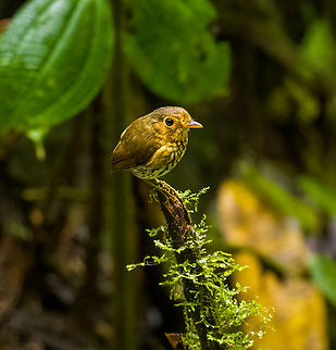 Ochre-breasted antpitta - 6, Angel Paz, Ecuador The third and last antpitta we saw at Angel Paz, where they are lured with worms. This is an antpitta from the Grallaricula genus, the smallest of antpittas. In the wild they are elusive like all antpittas and hard to discover due to their small size, but fairly tolerant once found.

This individual was named Shakira by the reserve owner. We first though it was a random name, but the bird actually rhythmically shakes her hips after perching.
https://www.jungledragon.com/image/128797/ochre-breasted_antpitta_-_1_angel_paz_ecuador.html
https://www.jungledragon.com/image/128798/ochre-breasted_antpitta_-_2_angel_paz_ecuador.html
https://www.jungledragon.com/image/128799/ochre-breasted_antpitta_-_3_angel_paz_ecuador.html
https://www.jungledragon.com/image/128800/ochre-breasted_antpitta_-_4_angel_paz_ecuador.html
https://www.jungledragon.com/image/128801/ochre-breasted_antpitta_-_5_angel_paz_ecuador.html Angel Paz,Ecuador,Ecuador 2021,Fall,Geotagged,Grallaricula flavirostris,Ochre-breasted antpitta,Refugio Paz de Las Aves,South America,World