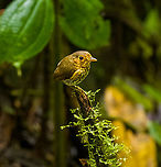 Ochre-breasted antpitta - 6, Angel Paz, Ecuador The third and last antpitta we saw at Angel Paz, where they are lured with worms. This is an antpitta from the Grallaricula genus, the smallest of antpittas. In the wild they are elusive like all antpittas and hard to discover due to their small size, but fairly tolerant once found.<br />
<br />
This individual was named Shakira by the reserve owner. We first though it was a random name, but the bird actually rhythmically shakes her hips after perching.<br />
https://www.jungledragon.com/image/128797/ochre-breasted_antpitta_-_1_angel_paz_ecuador.html<br />
https://www.jungledragon.com/image/128798/ochre-breasted_antpitta_-_2_angel_paz_ecuador.html<br />
https://www.jungledragon.com/image/128799/ochre-breasted_antpitta_-_3_angel_paz_ecuador.html<br />
https://www.jungledragon.com/image/128800/ochre-breasted_antpitta_-_4_angel_paz_ecuador.html<br />
https://www.jungledragon.com/image/128801/ochre-breasted_antpitta_-_5_angel_paz_ecuador.html Angel Paz,Ecuador,Ecuador 2021,Fall,Geotagged,Grallaricula flavirostris,Ochre-breasted antpitta,Refugio Paz de Las Aves,South America,World