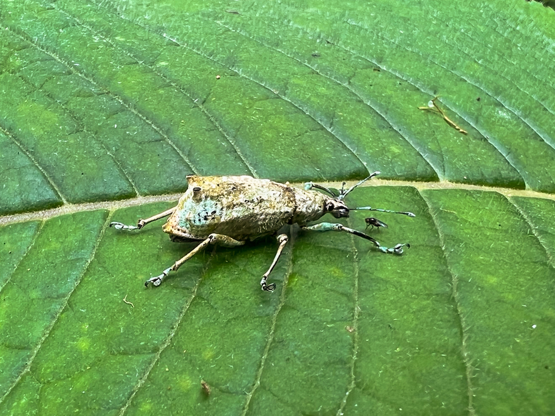 Compsus sp.? Angel Paz, Ecuador Sloppy smartphone photos of this fairly large snout weevil. It has an odd metallic appearance. Largely colorless but shiny with tints of blue/green. Another interesting feature are the appendages on the back of the abdomen. <br />
<br />
Based on this observation my guess is that it might be genus Compsus, but far from sure:<br />
<a href="https://www.flickr.com/photos/andreaskay/42553625030/in/album-72157672483717566/" rel="nofollow">https://www.flickr.com/photos/andreaskay/42553625030/in/album-72157672483717566/</a><br />
<figure class="photo"><a href="https://www.jungledragon.com/image/128804/compsus_sp._angel_paz_ecuador.html" title="Compsus sp.? Angel Paz, Ecuador"><img src="https://s3.amazonaws.com/media.jungledragon.com/images/2/128804_thumb.jpg?AWSAccessKeyId=05GMT0V3GWVNE7GGM1R2&Expires=1759968010&Signature=%2FoHBdlQ7qOwWJ6Fgiuc%2FaUYYOxQ%3D" width="114" height="152" alt="Compsus sp.? Angel Paz, Ecuador Sloppy smartphone photos of this fairly large snout weevil. It has an odd metallic appearance. Largely colorless but shiny with tints of blue/green. Another interesting feature are the appendages on the back of the abdomen. <br />
<br />
Based on this observation my guess is that it might be genus Compsus, but far from sure:<br />
https://www.flickr.com/photos/andreaskay/42553625030/in/album-72157672483717566/<br />
https://www.jungledragon.com/image/128803/compsus_sp._angel_paz_ecuador.html Angel Paz,Ecuador,Ecuador 2021,Fall,Geotagged,Refugio Paz de Las Aves,South America,World" /></a></figure> Angel Paz,Ecuador,Ecuador 2021,Fall,Geotagged,Refugio Paz de Las Aves,South America,World