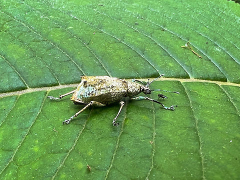 Compsus sp.? Angel Paz, Ecuador Sloppy smartphone photos of this fairly large snout weevil. It has an odd metallic appearance. Largely colorless but shiny with tints of blue/green. Another interesting feature are the appendages on the back of the abdomen. 

Based on this observation my guess is that it might be genus Compsus, but far from sure:
https://www.flickr.com/photos/andreaskay/42553625030/in/album-72157672483717566/
https://www.jungledragon.com/image/128804/compsus_sp._angel_paz_ecuador.html Angel Paz,Ecuador,Ecuador 2021,Fall,Geotagged,Refugio Paz de Las Aves,South America,World