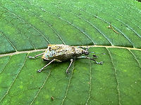Compsus sp.? Angel Paz, Ecuador Sloppy smartphone photos of this fairly large snout weevil. It has an odd metallic appearance. Largely colorless but shiny with tints of blue/green. Another interesting feature are the appendages on the back of the abdomen. <br />
<br />
Based on this observation my guess is that it might be genus Compsus, but far from sure:<br />
https://www.flickr.com/photos/andreaskay/42553625030/in/album-72157672483717566/<br />
https://www.jungledragon.com/image/128804/compsus_sp._angel_paz_ecuador.html Angel Paz,Ecuador,Ecuador 2021,Fall,Geotagged,Refugio Paz de Las Aves,South America,World