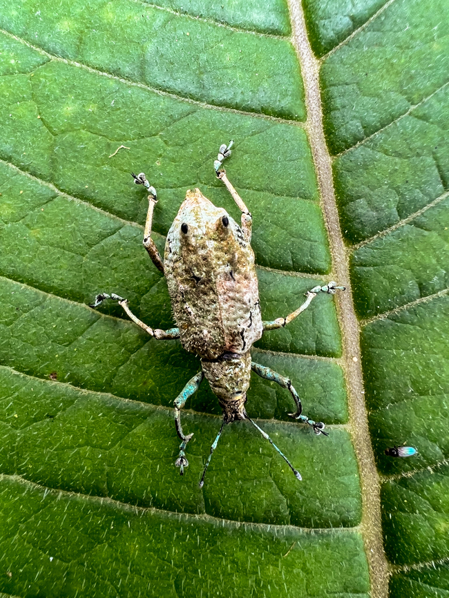 Compsus sp.? Angel Paz, Ecuador Sloppy smartphone photos of this fairly large snout weevil. It has an odd metallic appearance. Largely colorless but shiny with tints of blue/green. Another interesting feature are the appendages on the back of the abdomen. <br />
<br />
Based on this observation my guess is that it might be genus Compsus, but far from sure:<br />
<a href="https://www.flickr.com/photos/andreaskay/42553625030/in/album-72157672483717566/" rel="nofollow">https://www.flickr.com/photos/andreaskay/42553625030/in/album-72157672483717566/</a><br />
<figure class="photo"><a href="https://www.jungledragon.com/image/128803/compsus_sp._angel_paz_ecuador.html" title="Compsus sp.? Angel Paz, Ecuador"><img src="https://s3.amazonaws.com/media.jungledragon.com/images/2/128803_thumb.jpg?AWSAccessKeyId=05GMT0V3GWVNE7GGM1R2&Expires=1759968010&Signature=LHS3VBTVonlTyH6gCfRdx1EuIS4%3D" width="200" height="150" alt="Compsus sp.? Angel Paz, Ecuador Sloppy smartphone photos of this fairly large snout weevil. It has an odd metallic appearance. Largely colorless but shiny with tints of blue/green. Another interesting feature are the appendages on the back of the abdomen. <br />
<br />
Based on this observation my guess is that it might be genus Compsus, but far from sure:<br />
https://www.flickr.com/photos/andreaskay/42553625030/in/album-72157672483717566/<br />
https://www.jungledragon.com/image/128804/compsus_sp._angel_paz_ecuador.html Angel Paz,Ecuador,Ecuador 2021,Fall,Geotagged,Refugio Paz de Las Aves,South America,World" /></a></figure> Angel Paz,Ecuador,Ecuador 2021,Fall,Geotagged,Refugio Paz de Las Aves,South America,World