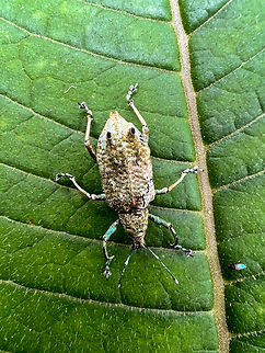 Compsus sp.? Angel Paz, Ecuador Sloppy smartphone photos of this fairly large snout weevil. It has an odd metallic appearance. Largely colorless but shiny with tints of blue/green. Another interesting feature are the appendages on the back of the abdomen. 

Based on this observation my guess is that it might be genus Compsus, but far from sure:
https://www.flickr.com/photos/andreaskay/42553625030/in/album-72157672483717566/
https://www.jungledragon.com/image/128803/compsus_sp._angel_paz_ecuador.html Angel Paz,Ecuador,Ecuador 2021,Fall,Geotagged,Refugio Paz de Las Aves,South America,World