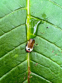Sphenorhina quadrifera, Angel Paz, Ecuador Smartphone photo of a small froghopper. Angel Paz,Ecuador,Ecuador 2021,Fall,Geotagged,Refugio Paz de Las Aves,South America,Sphenorhina quadrifera,World