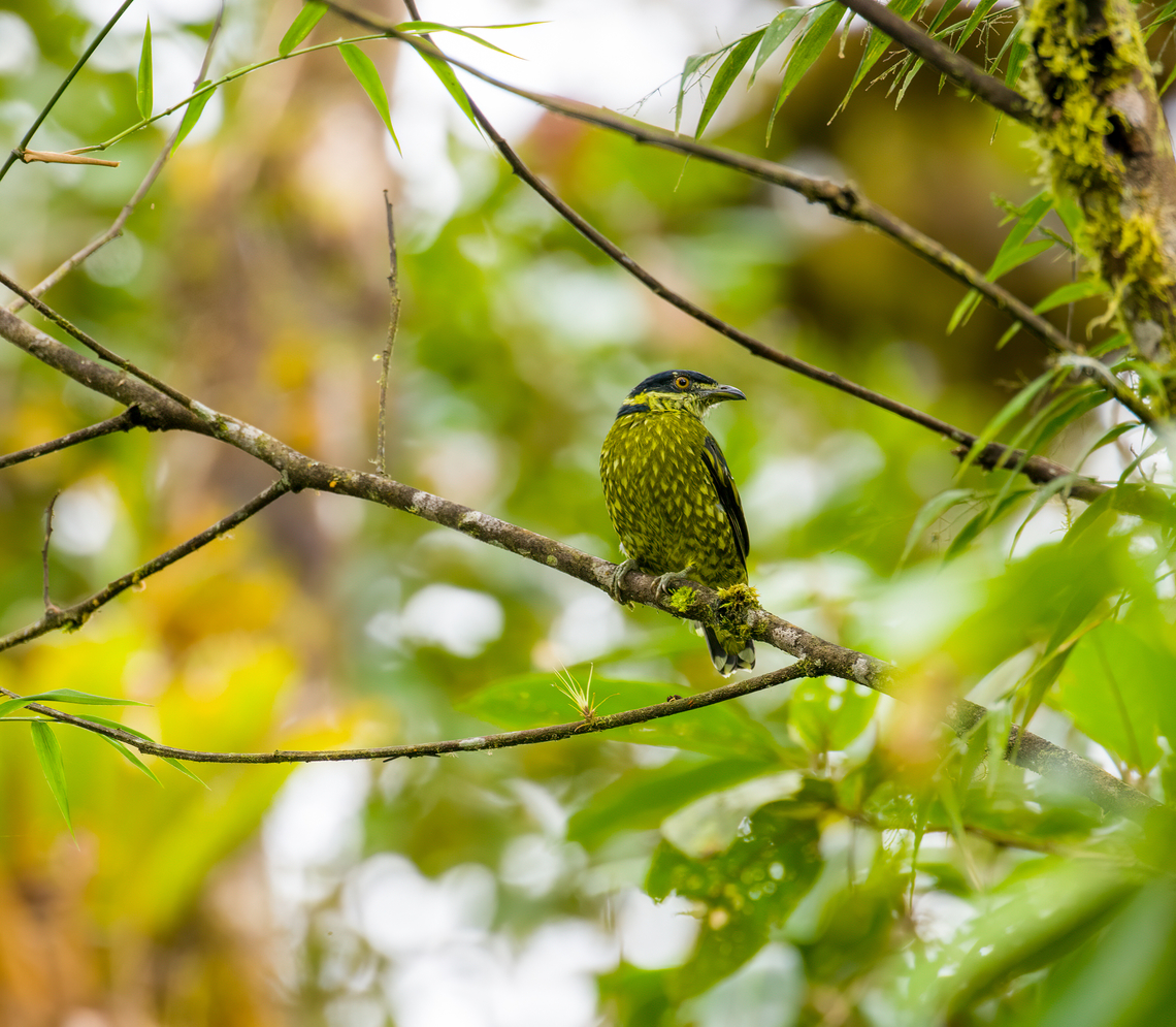 Scaled fruiteater - closeup, Angel Paz, Ecuador This is my personal confidence bird. For those that don&#039;t know the backstory...<br />
<br />
In 2018, during a trip in Colombia I was given a booklet with birds known to occur in the area. This one stood out to me for looking like a snake, so I said &quot;I want that one&quot;, like a toddler picking ice cream. Staff insisted that it does not work that way. You can&#039;t just &quot;pick&quot; a bird like that. We won&#039;t see it. Next, it perched straight in front of our faces, as the only bird of the day.<br />
<br />
And here it is again to greet me, whispering: &quot;don&#039;t listen to them, Ferdy. You don&#039;t have to prepare for anything or know anything. It will still work.&quot;<br />
<figure class="photo"><a href="https://www.jungledragon.com/image/128828/scaled_fruiteater_angel_paz_ecuador.html" title="Scaled fruiteater, Angel Paz, Ecuador"><img src="https://s3.amazonaws.com/media.jungledragon.com/images/2/128828_thumb.jpg?AWSAccessKeyId=05GMT0V3GWVNE7GGM1R2&Expires=1759968010&Signature=NvoQQxwGtcttRzGpTCp5VSGPJI0%3D" width="200" height="134" alt="Scaled fruiteater, Angel Paz, Ecuador This is my personal confidence bird. For those that don&#039;t know the backstory...<br />
<br />
In 2018, during a trip in Colombia I was given a booklet with birds known to occur in the area. This one stood out to me for looking like a snake, so I said &quot;I want that one&quot;, like a toddler picking ice cream. Staff insisted that it does not work that way. You can&#039;t just &quot;pick&quot; a bird like that. We won&#039;t see it. Next, it perched straight in front of our faces, as the only bird of the day.<br />
<br />
And here it is again to greet me, whispering: &quot;don&#039;t listen to them, Ferdy. You don&#039;t have to prepare for anything or know anything. It will still work.&quot;<br />
https://www.jungledragon.com/image/128827/scaled_fruiteater_-_closeup_angel_paz_ecuador.html Ampelioides tschudii,Angel Paz,Ecuador,Ecuador 2021,Fall,Geotagged,Refugio Paz de Las Aves,Scaled fruiteater,South America,World" /></a></figure> Ampelioides tschudii,Angel Paz,Ecuador,Ecuador 2021,Fall,Geotagged,Refugio Paz de Las Aves,Scaled fruiteater,South America,World