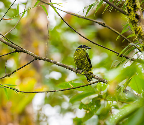 Scaled fruiteater - closeup, Angel Paz, Ecuador This is my personal confidence bird. For those that don't know the backstory...

In 2018, during a trip in Colombia I was given a booklet with birds known to occur in the area. This one stood out to me for looking like a snake, so I said "I want that one", like a toddler picking ice cream. Staff insisted that it does not work that way. You can't just "pick" a bird like that. We won't see it. Next, it perched straight in front of our faces, as the only bird of the day.

And here it is again to greet me, whispering: "don't listen to them, Ferdy. You don't have to prepare for anything or know anything. It will still work."
https://www.jungledragon.com/image/128828/scaled_fruiteater_angel_paz_ecuador.html Ampelioides tschudii,Angel Paz,Ecuador,Ecuador 2021,Fall,Geotagged,Refugio Paz de Las Aves,Scaled fruiteater,South America,World
