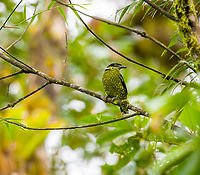 Scaled fruiteater - closeup, Angel Paz, Ecuador This is my personal confidence bird. For those that don't know the backstory...<br />
<br />
In 2018, during a trip in Colombia I was given a booklet with birds known to occur in the area. This one stood out to me for looking like a snake, so I said "I want that one", like a toddler picking ice cream. Staff insisted that it does not work that way. You can't just "pick" a bird like that. We won't see it. Next, it perched straight in front of our faces, as the only bird of the day.<br />
<br />
And here it is again to greet me, whispering: "don't listen to them, Ferdy. You don't have to prepare for anything or know anything. It will still work."<br />
https://www.jungledragon.com/image/128828/scaled_fruiteater_angel_paz_ecuador.html Ampelioides tschudii,Angel Paz,Ecuador,Ecuador 2021,Fall,Geotagged,Refugio Paz de Las Aves,Scaled fruiteater,South America,World