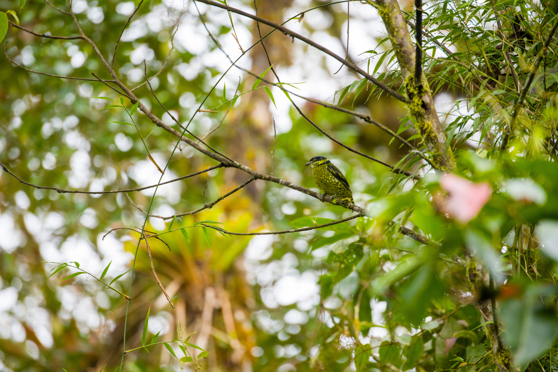 Scaled fruiteater, Angel Paz, Ecuador This is my personal confidence bird. For those that don&#039;t know the backstory...<br />
<br />
In 2018, during a trip in Colombia I was given a booklet with birds known to occur in the area. This one stood out to me for looking like a snake, so I said &quot;I want that one&quot;, like a toddler picking ice cream. Staff insisted that it does not work that way. You can&#039;t just &quot;pick&quot; a bird like that. We won&#039;t see it. Next, it perched straight in front of our faces, as the only bird of the day.<br />
<br />
And here it is again to greet me, whispering: &quot;don&#039;t listen to them, Ferdy. You don&#039;t have to prepare for anything or know anything. It will still work.&quot;<br />
<figure class="photo"><a href="https://www.jungledragon.com/image/128827/scaled_fruiteater_-_closeup_angel_paz_ecuador.html" title="Scaled fruiteater - closeup, Angel Paz, Ecuador"><img src="https://s3.amazonaws.com/media.jungledragon.com/images/2/128827_thumb.jpg?AWSAccessKeyId=05GMT0V3GWVNE7GGM1R2&Expires=1767225610&Signature=sTPgRM0ppMkeMd4%2BuNHAN1rDORY%3D" width="200" height="176" alt="Scaled fruiteater - closeup, Angel Paz, Ecuador This is my personal confidence bird. For those that don&#039;t know the backstory...<br />
<br />
In 2018, during a trip in Colombia I was given a booklet with birds known to occur in the area. This one stood out to me for looking like a snake, so I said &quot;I want that one&quot;, like a toddler picking ice cream. Staff insisted that it does not work that way. You can&#039;t just &quot;pick&quot; a bird like that. We won&#039;t see it. Next, it perched straight in front of our faces, as the only bird of the day.<br />
<br />
And here it is again to greet me, whispering: &quot;don&#039;t listen to them, Ferdy. You don&#039;t have to prepare for anything or know anything. It will still work.&quot;<br />
https://www.jungledragon.com/image/128828/scaled_fruiteater_angel_paz_ecuador.html Ampelioides tschudii,Angel Paz,Ecuador,Ecuador 2021,Fall,Geotagged,Refugio Paz de Las Aves,Scaled fruiteater,South America,World" /></a></figure> Ampelioides tschudii,Angel Paz,Ecuador,Ecuador 2021,Fall,Geotagged,Refugio Paz de Las Aves,Scaled fruiteater,South America,World