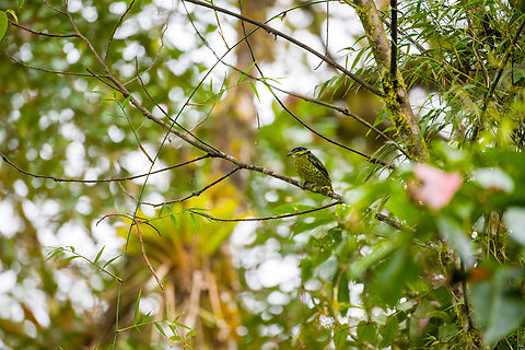 Scaled fruiteater, Angel Paz, Ecuador This is my personal confidence bird. For those that don't know the backstory...

In 2018, during a trip in Colombia I was given a booklet with birds known to occur in the area. This one stood out to me for looking like a snake, so I said "I want that one", like a toddler picking ice cream. Staff insisted that it does not work that way. You can't just "pick" a bird like that. We won't see it. Next, it perched straight in front of our faces, as the only bird of the day.

And here it is again to greet me, whispering: "don't listen to them, Ferdy. You don't have to prepare for anything or know anything. It will still work."
https://www.jungledragon.com/image/128827/scaled_fruiteater_-_closeup_angel_paz_ecuador.html Ampelioides tschudii,Angel Paz,Ecuador,Ecuador 2021,Fall,Geotagged,Refugio Paz de Las Aves,Scaled fruiteater,South America,World
