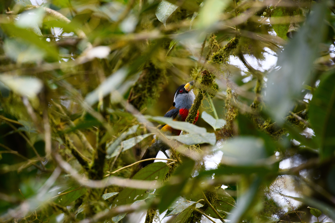 Toucan Barbet, Angel Paz, Ecuador Uncommon in Ecuador. Originally thought to be a Barbet, but deeper study revealed it is more closely linked to the toucan lineage, hence the family Semnornithidae: Toucan Barbets.<br />
<br />
Interesting fact about this bird is cooperative breeding behavior. The dominant breeding pair is helped with raising the young by the non-dominant pairs. Angel Paz,Ecuador,Ecuador 2021,Fall,Geotagged,Refugio Paz de Las Aves,Semnornis ramphastinus,South America,Toucan Barbet,World