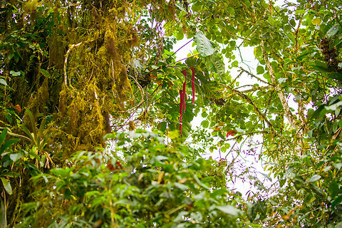 Anthurium sp, Angel Paz, Ecuador Remote view of Anthurium plants, it red lengthy flowers dangling down. These may be up to 1m in length. Angel Paz,Ecuador,Ecuador 2021,Fall,Geotagged,Refugio Paz de Las Aves,South America,World