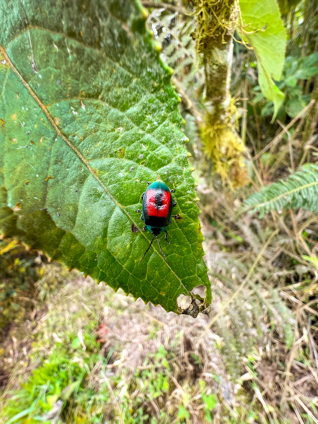 Aspicela bourcieri, Angel Paz, Ecuador  Aspicela bourcieri,Ecuador,Ecuador 2021,Fall,Geotagged,South America,World
