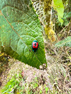 Aspicela bourcieri, Angel Paz, Ecuador  Aspicela bourcieri,Ecuador,Ecuador 2021,Fall,Geotagged,South America,World