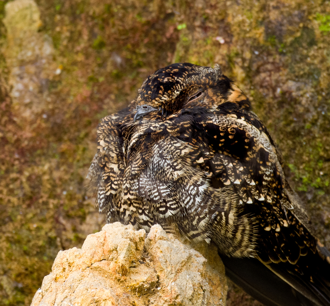 Lyre-tailed nightjar - closeup, Ecuador Our driver and guide Luis Perez found this beautiful nightjar under a bridge whilst we were en route back to Quito.<br />
<br />
This is the female. The male has absurdly long tail feathers, check it out:<br />
<a href="https://en.wikipedia.org/wiki/Lyre-tailed_nightjar#/media/File:Uropsalis_Lyra_(Lyre-tailed_Nightjar).jpg" rel="nofollow">https://en.wikipedia.org/wiki/Lyre-tailed_nightjar#/media/File:Uropsalis_Lyra_(Lyre-tailed_Nightjar).jpg</a><br />
<br />
<figure class="photo"><a href="https://www.jungledragon.com/image/128841/lyre-tailed_nightjar_ecuador.html" title="Lyre-tailed nightjar, Ecuador"><img src="https://s3.amazonaws.com/media.jungledragon.com/images/2/128841_thumb.jpg?AWSAccessKeyId=05GMT0V3GWVNE7GGM1R2&Expires=1759968010&Signature=91uDTPDrIbcXIw6zfYpsjphsx6U%3D" width="142" height="152" alt="Lyre-tailed nightjar, Ecuador Our driver and guide Luis Perez found this beautiful nightjar under a bridge whilst we were en route back to Quito.<br />
<br />
This is the female. The male has absurdly long tail feathers, check it out:<br />
https://en.wikipedia.org/wiki/Lyre-tailed_nightjar#/media/File:Uropsalis_Lyra_(Lyre-tailed_Nightjar).jpg<br />
<br />
https://www.jungledragon.com/image/128840/lyre-tailed_nightjar_-_closeup_ecuador.html Ecuador,Ecuador 2021,Lyre-tailed nightjar,South America,Uropsalis lyra,World" /></a></figure> Ecuador,Ecuador 2021,Lyre-tailed nightjar,South America,Uropsalis lyra,World