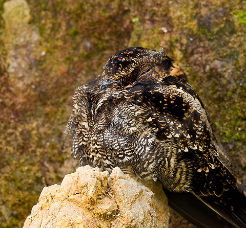 Lyre-tailed nightjar - closeup, Ecuador Our driver and guide Luis Perez found this beautiful nightjar under a bridge whilst we were en route back to Quito.

This is the female. The male has absurdly long tail feathers, check it out:
https://en.wikipedia.org/wiki/Lyre-tailed_nightjar#/media/File:Uropsalis_Lyra_(Lyre-tailed_Nightjar).jpg

https://www.jungledragon.com/image/128841/lyre-tailed_nightjar_ecuador.html Ecuador,Ecuador 2021,Lyre-tailed nightjar,South America,Uropsalis lyra,World
