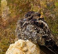 Lyre-tailed nightjar - closeup, Ecuador Our driver and guide Luis Perez found this beautiful nightjar under a bridge whilst we were en route back to Quito.<br />
<br />
This is the female. The male has absurdly long tail feathers, check it out:<br />
https://en.wikipedia.org/wiki/Lyre-tailed_nightjar#/media/File:Uropsalis_Lyra_(Lyre-tailed_Nightjar).jpg<br />
<br />
https://www.jungledragon.com/image/128841/lyre-tailed_nightjar_ecuador.html Ecuador,Ecuador 2021,Lyre-tailed nightjar,South America,Uropsalis lyra,World