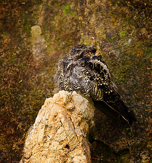 Lyre-tailed nightjar, Ecuador Our driver and guide Luis Perez found this beautiful nightjar under a bridge whilst we were en route back to Quito.

This is the female. The male has absurdly long tail feathers, check it out:
https://en.wikipedia.org/wiki/Lyre-tailed_nightjar#/media/File:Uropsalis_Lyra_(Lyre-tailed_Nightjar).jpg

https://www.jungledragon.com/image/128840/lyre-tailed_nightjar_-_closeup_ecuador.html Ecuador,Ecuador 2021,Lyre-tailed nightjar,South America,Uropsalis lyra,World