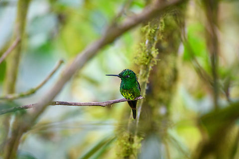 Empress Brilliant, Angel Paz, Ecudaor  Angel Paz,Ecuador,Ecuador 2021,Empress brilliant,Fall,Geotagged,Heliodoxa imperatrix,Refugio Paz de Las Aves,South America,World