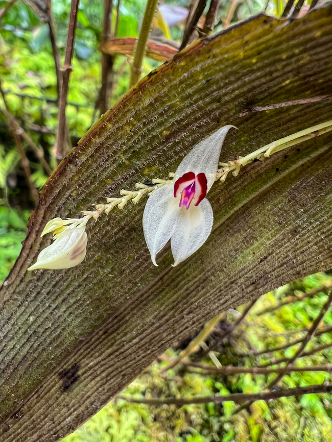 Lepanthes magnifica, Waterfall of Baños, Ecuador This was photographed near the entrance of the Waterfall of Ba&ntilde;os, where they have a few &quot;beds&quot; of miniature orchids. Baños,Ecuador,Ecuador 2021,Geotagged,Grand Lepanthes,Lepanthes magnifica,South America,Spring,World