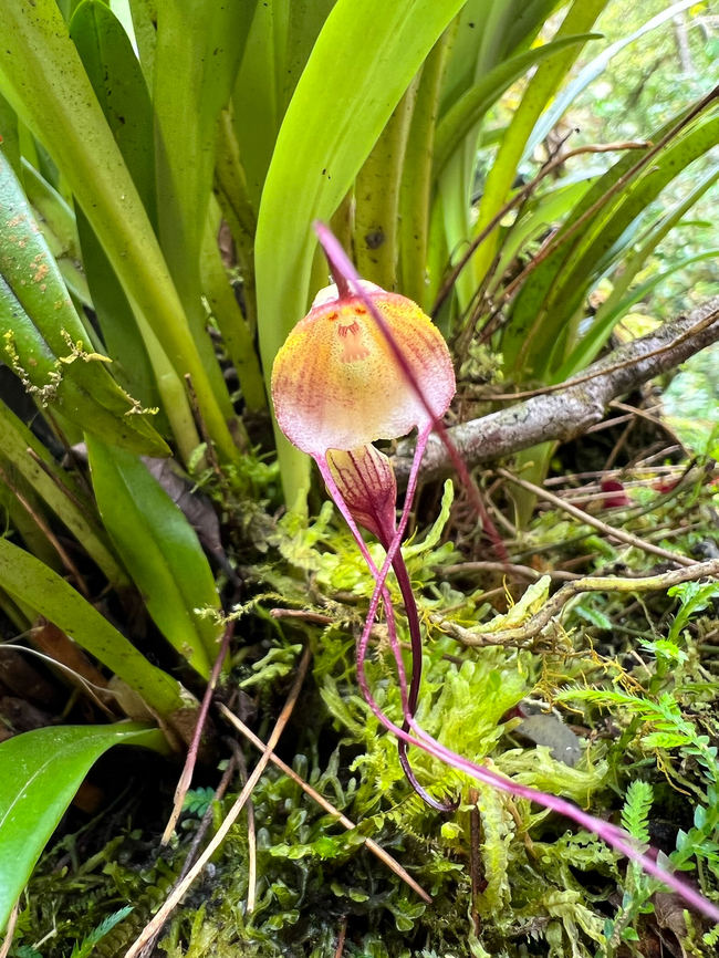Dracula dalessandroi, Waterfall of Baños, Ecuador This was photographed near the entrance of the Waterfall of Ba&ntilde;os, where they have a few &quot;beds&quot; of miniature orchids.  Baños,Dracula dalessandroi,Ecuador,Ecuador 2021,Geotagged,South America,Spring,World